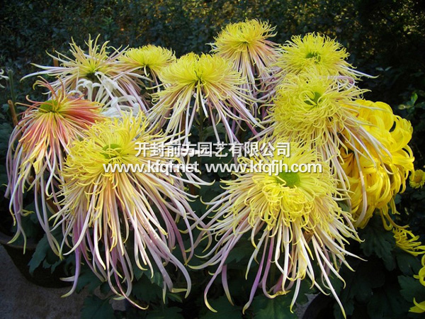 漂亮的多头菊